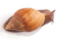 Achatina achatina monochromatica adult